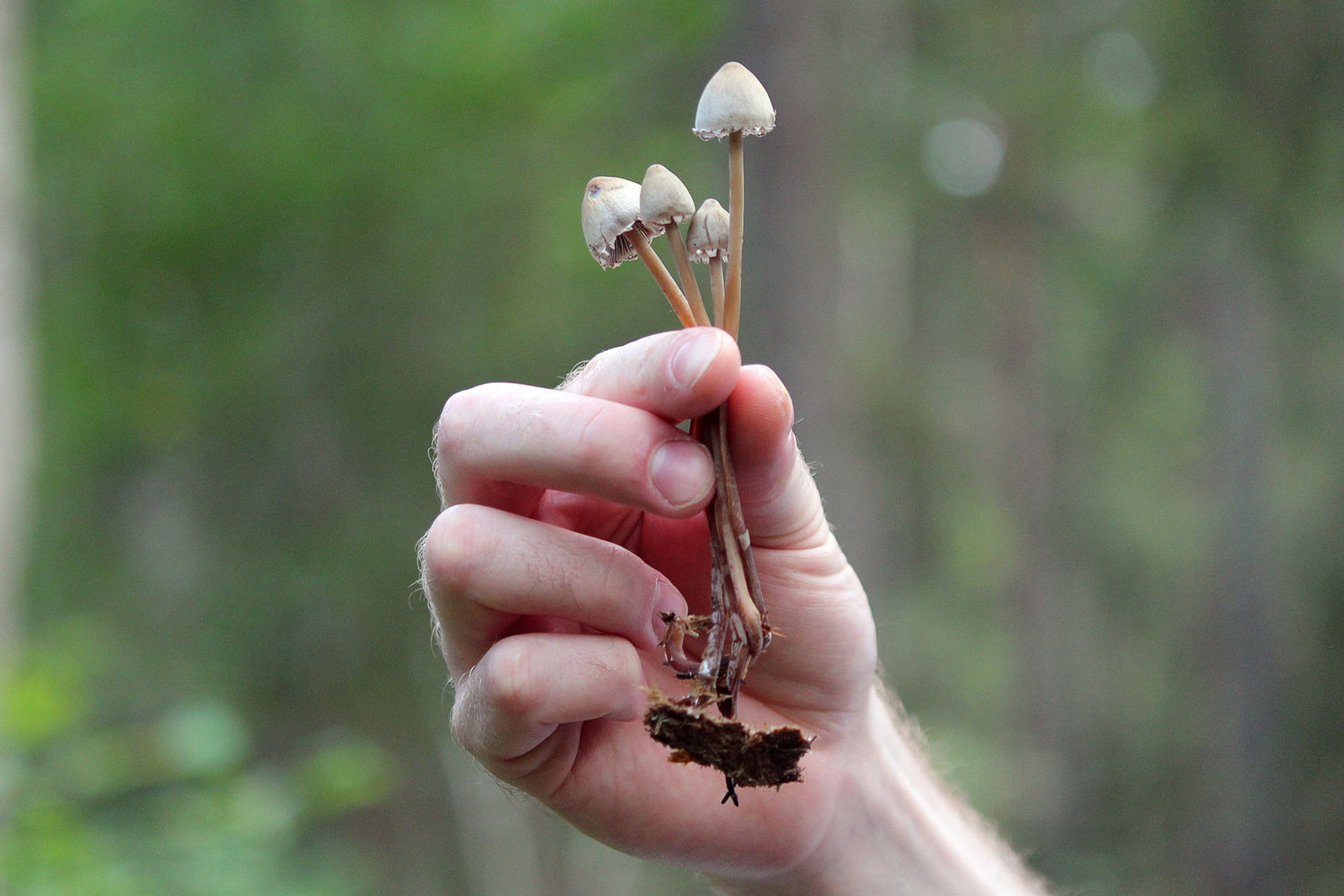 Mushrooms